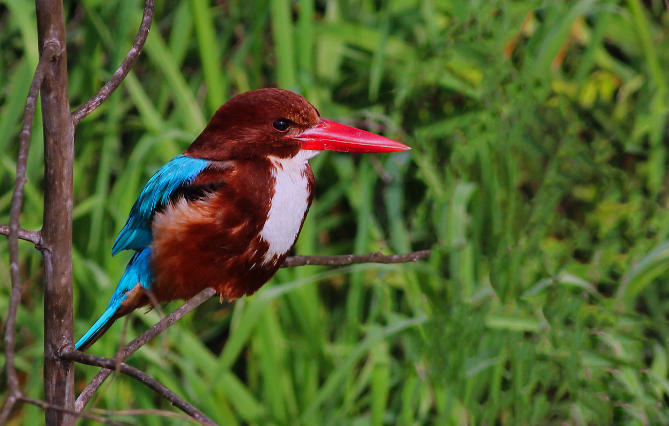 White-throated Kingfisher